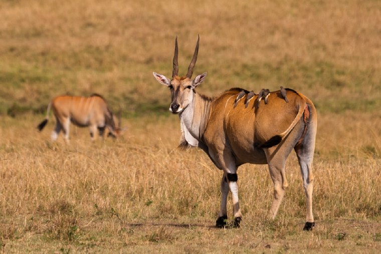 044 Masai Mara.jpg